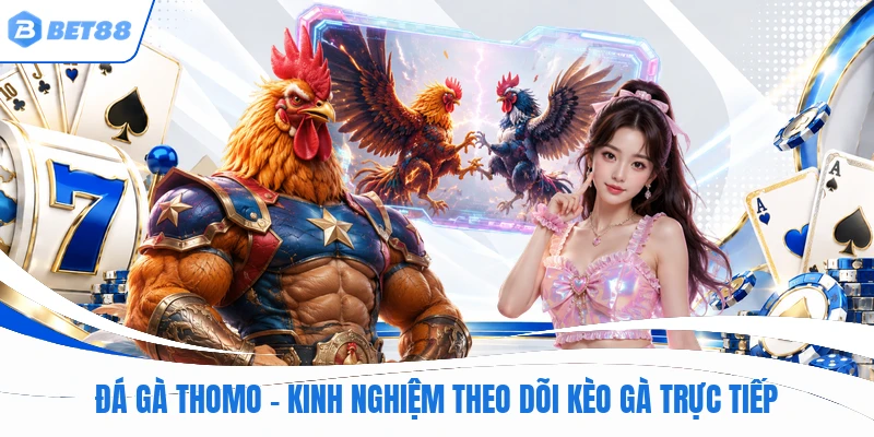 Đá gà thomo