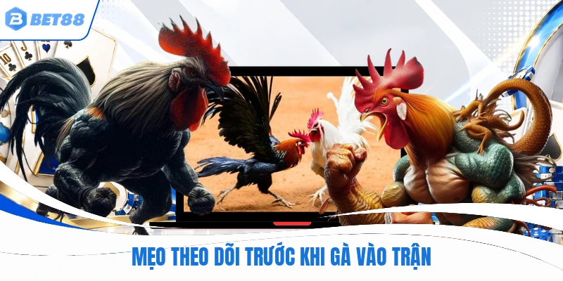 Mẹo theo dõi trước khi gà vào trận